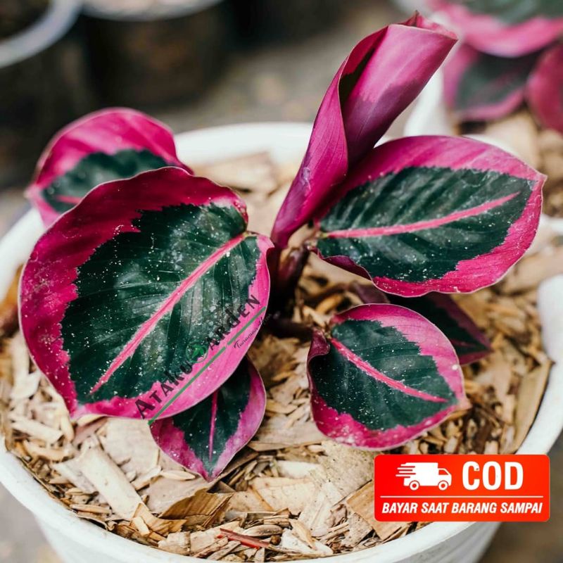 Tanaman hias Calathea Cynthia Pink - Calathea Cynthia pink