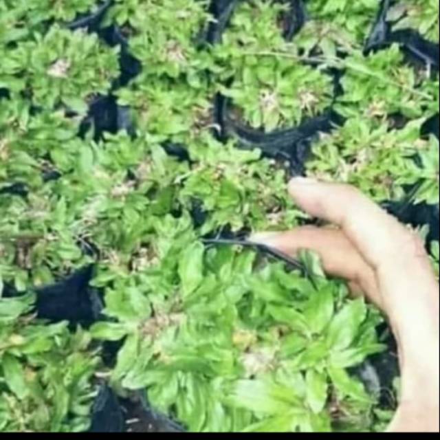 Bibit rumput gajah mini / Rumput gajah mini