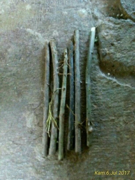 Bibit Benih Daun Cincau Hijau stek 5 stek/pohon bukan cincau rambat