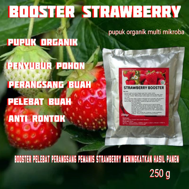 pupuk strawberry agar berbuah lebat ampuh organik booster strawberry korea manis buah jumbo besar pe