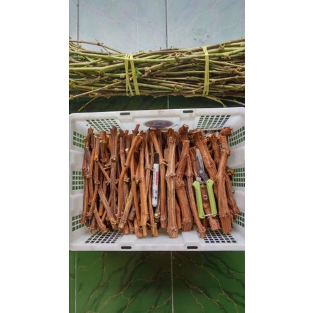 Cutting Anggur Import berkualitas