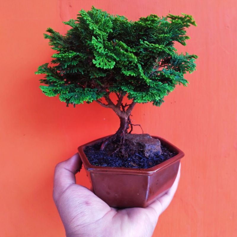 Bonsai cemara inoki