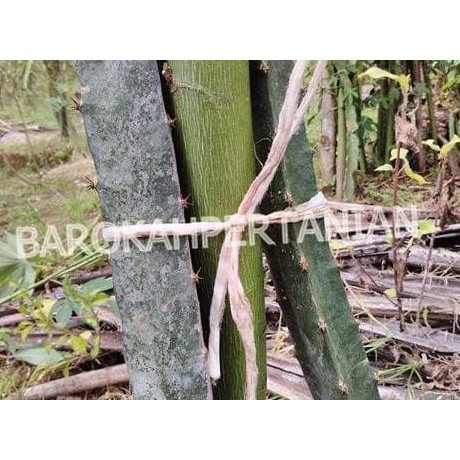 Bibit Buah Bibit Buah Naga Hitam Super Dari Banyuwangi *_$1