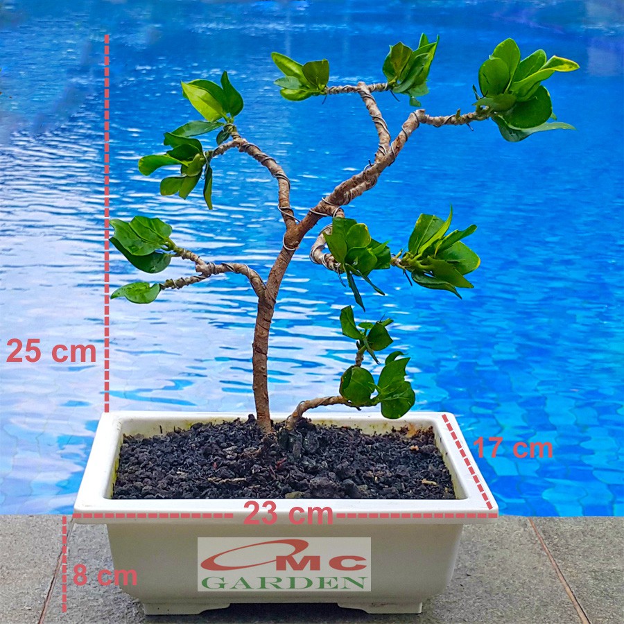 Tanaman Hias Pohon Bonsai Mame Puring Croton Emping Jengkol Coin Mawar B-PR-EMPING-001