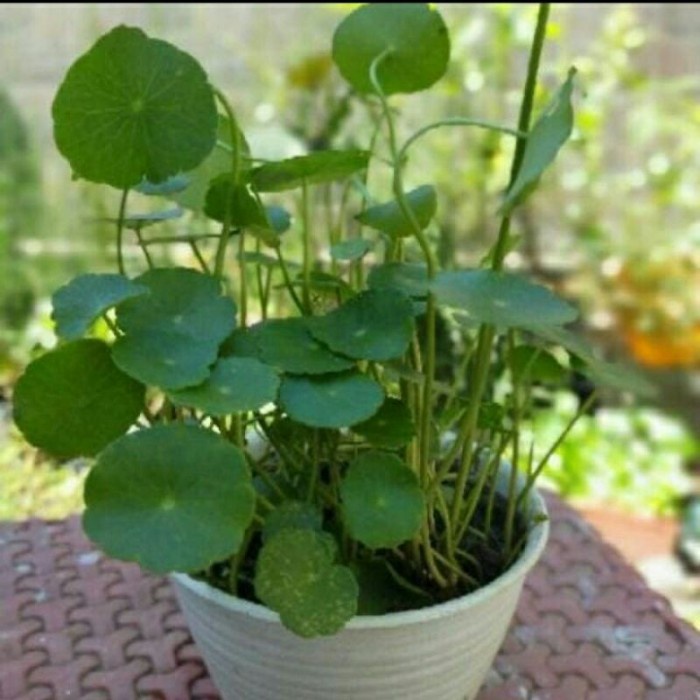tanaman hias pegagan/tanaman hias air pegagan ples pot putih