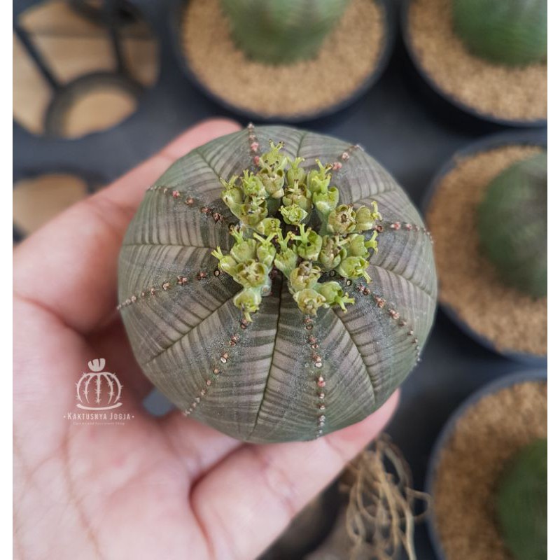 Tanaman kaktus Euphorbia Obesa
