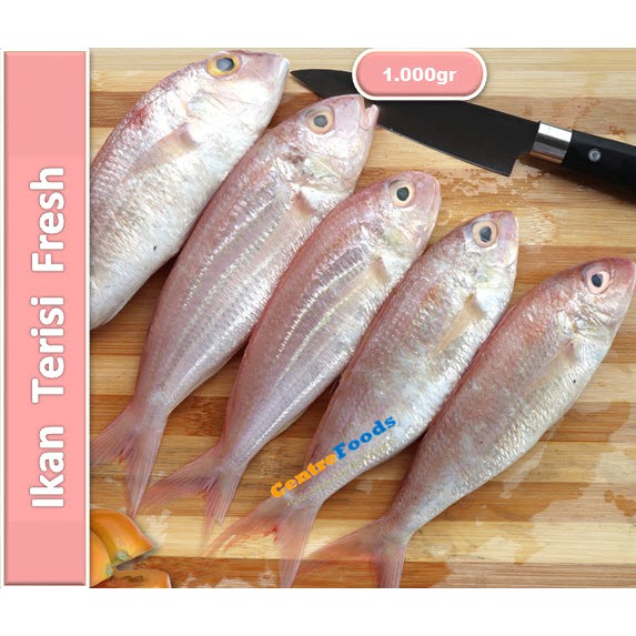 

Ikan Terisi Fresh | Kurisi / Kerisi [ Harga Per KG ]