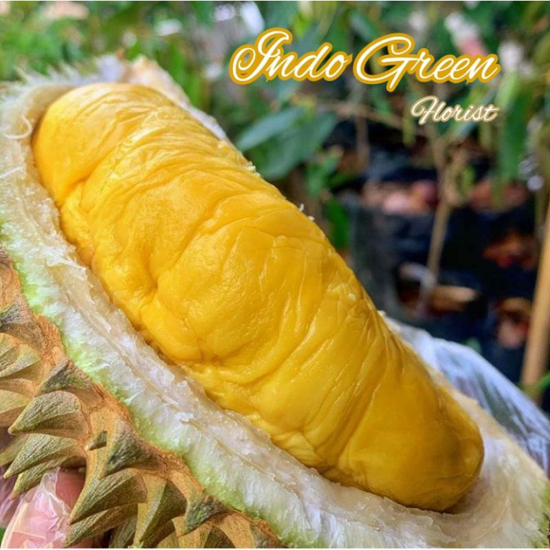 Bibit Buah Durian montong Super/Tanaman Buah Durian Montong/Durian Musangking/Durian Bawor/Durian