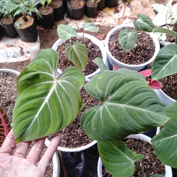 tanaman hias philodendron gloriosum - philodendron gloriosum