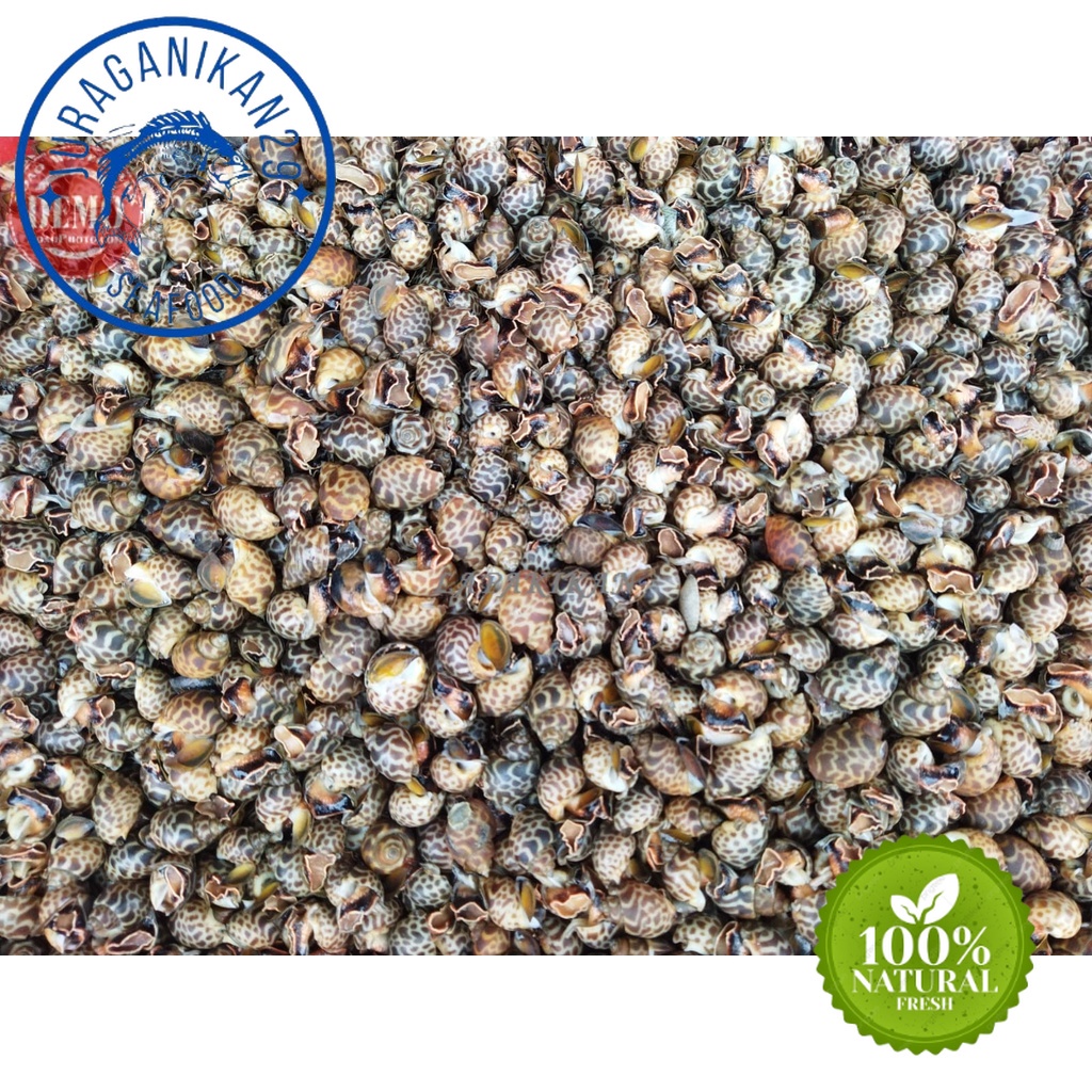 

Keong Macan Segar 1~Kilogram