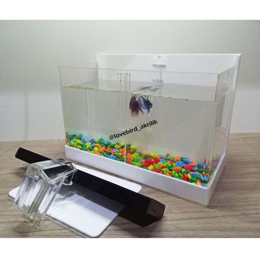 Aquarium Mini akrilik, Aquarium sekat, Aquarium Cupang, Soliter cupang, Aquarium mini, Soliter Selfi