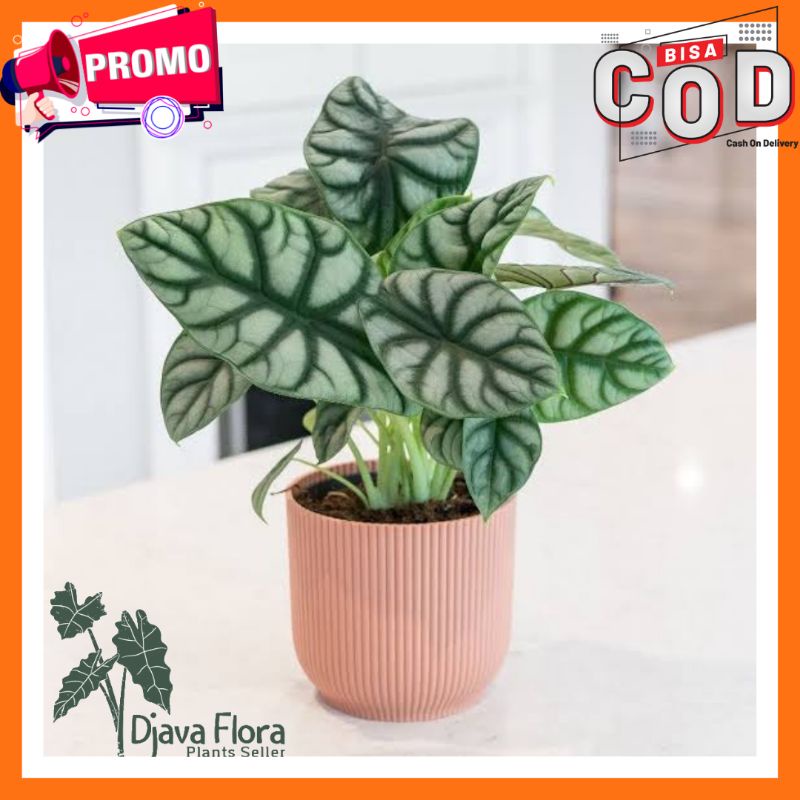 Bonggol / Umbi Bagian Bawah Alocasia Dragon Silver CACAHAN TANAMAN HIAS HIDUP Bonggol Cacah Bagian B