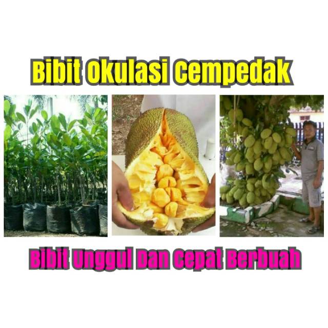 Bibit Okulasi Buah Cempedak Madu