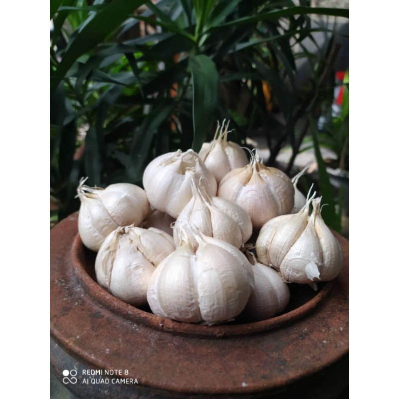 

Bawang Putih Kating