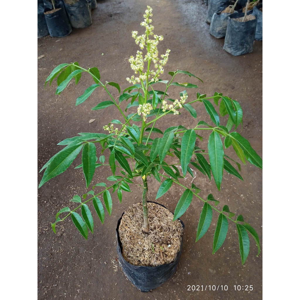 Belimbing Madu || Bibit Belimbing Madu