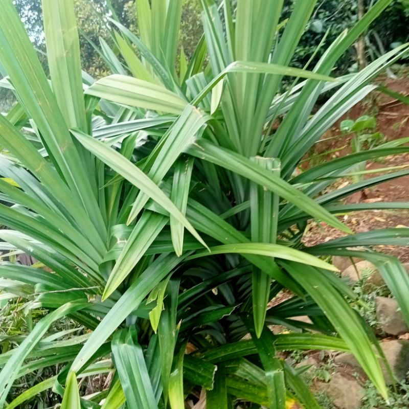 

daun pandan segar