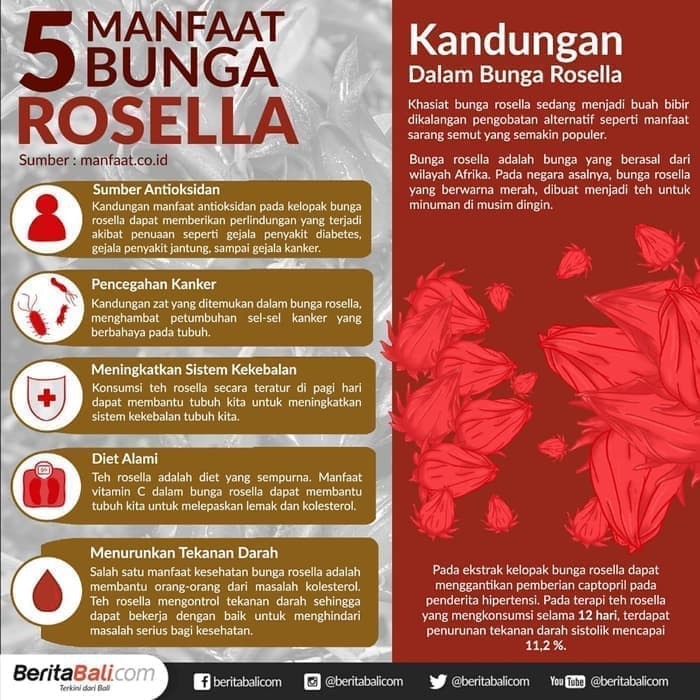 Gambar Bunga  Rosella  Dan  Manfaatnya  Gambar Ngetrend dan  