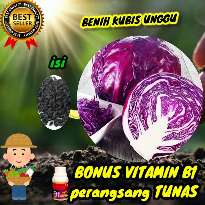 Jual Benih Kubis Ungu Super Shopee Indonesia