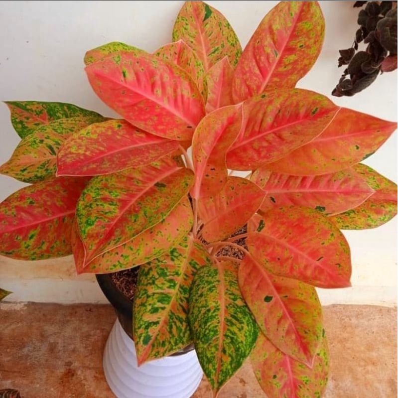 Tanaman Hias Aglonema BIGROY MUTASI/Aglonema/Aglaonema Hias Mutasi Merah ( Lulaywan/Bigroy )