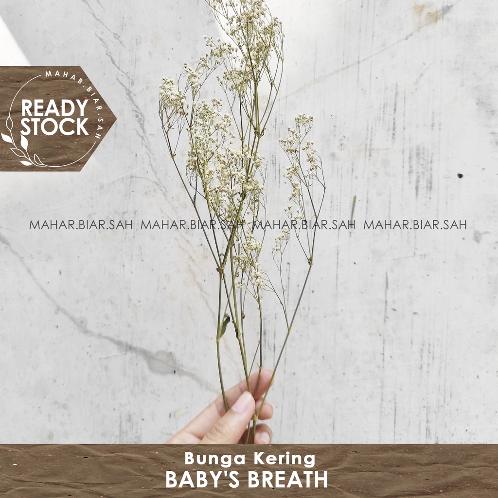 RS 3 Gr Baby's Breath Lokal / Baby Breath / Dried Flower / Bunga Kering / Dried Baby’s Breath / baby