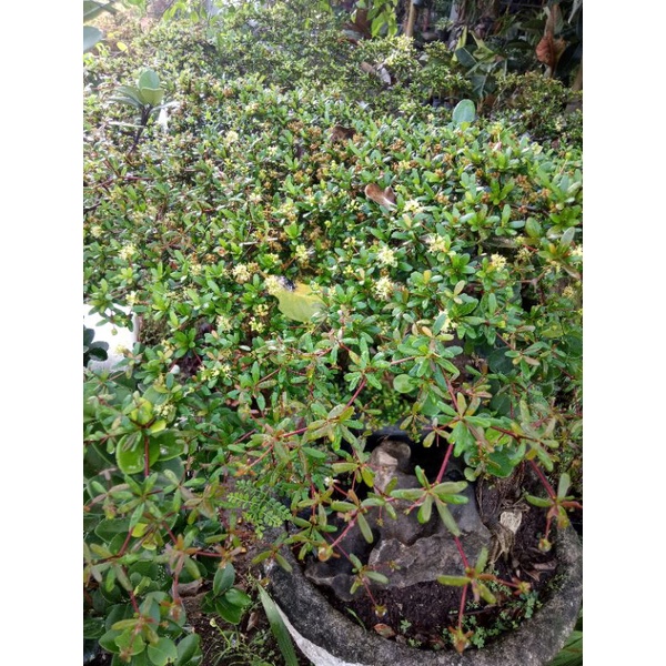 bahan bonsai bucida, black olive