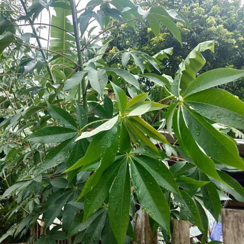 

Daun randu atau daun kapuk per 500 gram