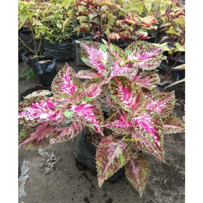 Bunga Miana Batik Betawi Premium Tanaman Hias Miana Batik Betawi Premium Berakar Murah