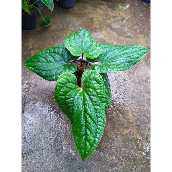 Anthurium Sirih Besar