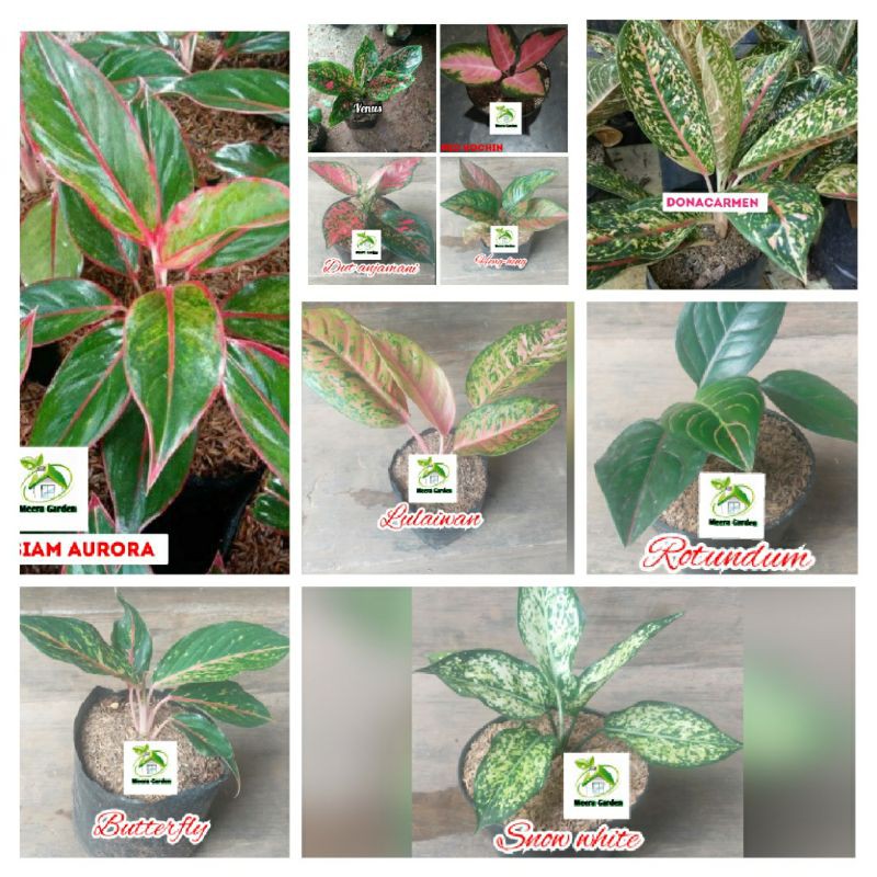 paket bunga aglonema 10 batang