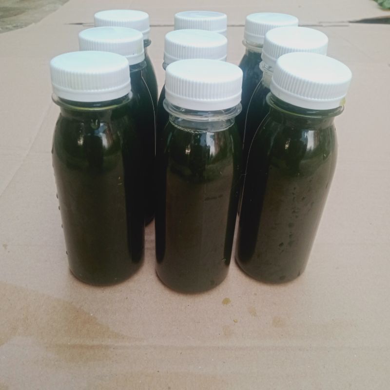 Essen Murni Walang Sangit BONUS Bibit/Daun Walang Sangit