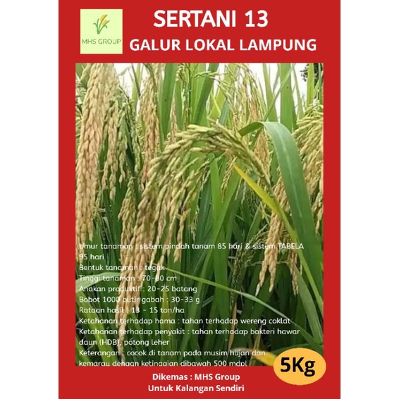 Bibit padi // benih padi unggul sertani 13 5kg