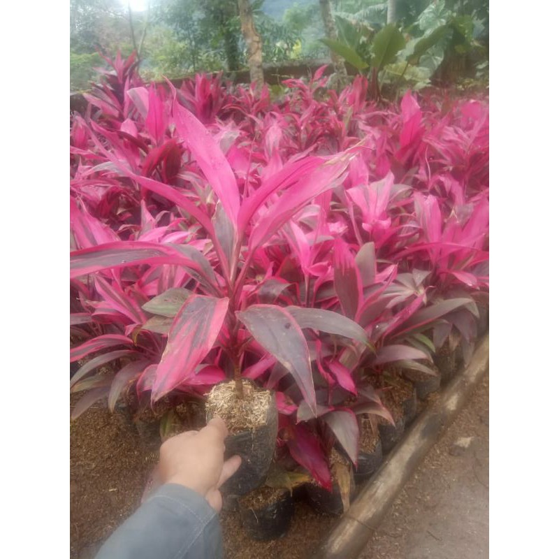 andong merah/hanjuang merah