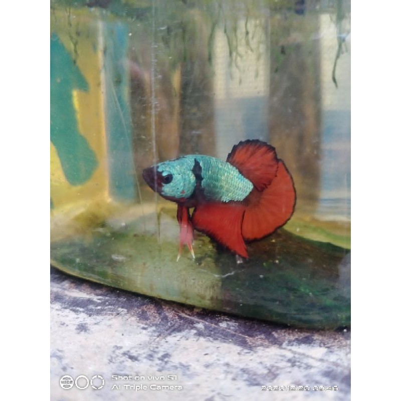 cupang black vampire