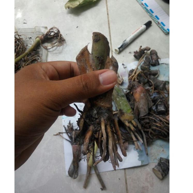 Terkini Tanaman hias Alocasia  / Reginae /BONGGOL / Bonggol alocasia  / Umbi Alocasia I23R