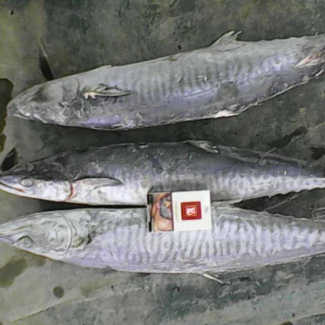 

IKAN TENGGIRI