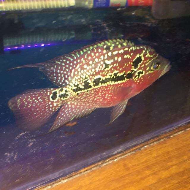 Kamfa F3 mongkol mata Putih VVIP ( Special Female )