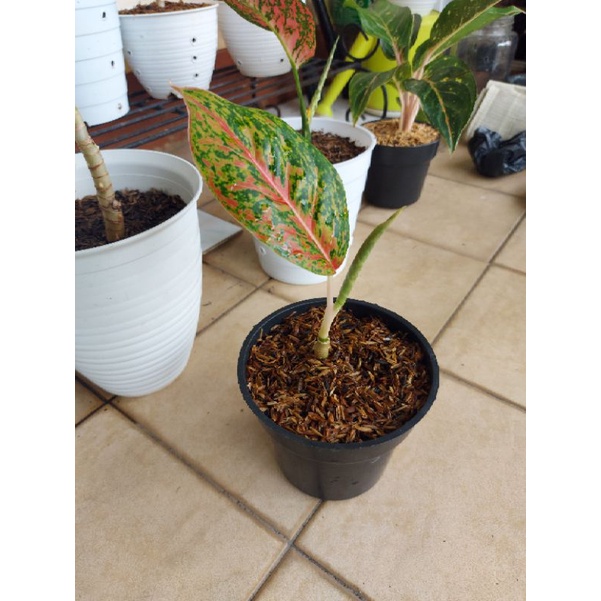 aglonema big papa anakan