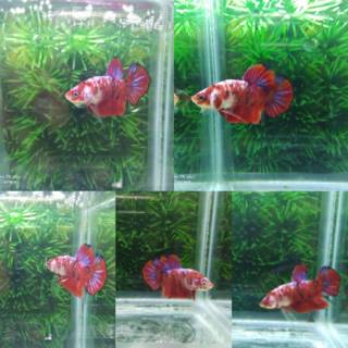 Hiasan Aquarium Ikan Cupang Red Koi Galaxy Shopee Indonesia