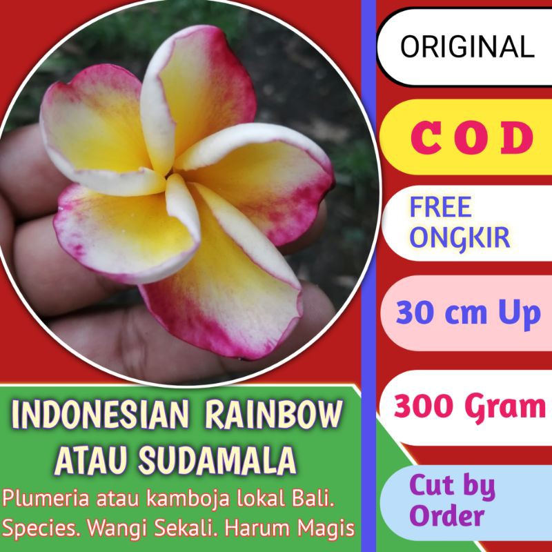 SUPER WANGI BIBIT KAMBOJA BALI PLUMERIA JEPUN BALI SUDAMALA ATAU INDONESIAN RAINBOW LOKAL BALI