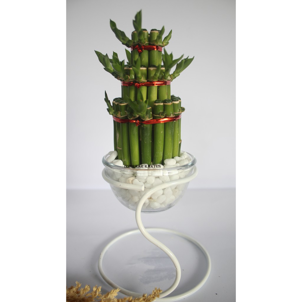 BAMBU CINA TANAMAN HIAS BAMBU REJEKI HOKI TERARIUM LUCKY BAMBOO MINI SUSUN STANDING MANGKOK DEKORASI