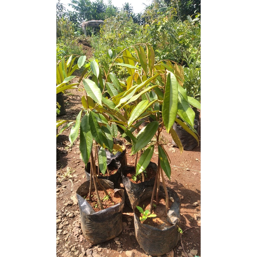 bibit durian monthong super | okulasi | kaki 3