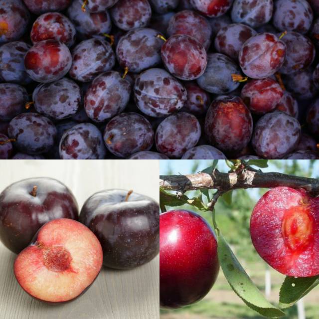 

Buah plum untuk diet segar 1kg