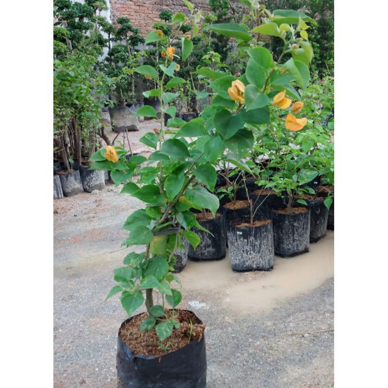 TANAMAN HIAS BUGENVIL BUNGA KERTAS//KUNING GOLD