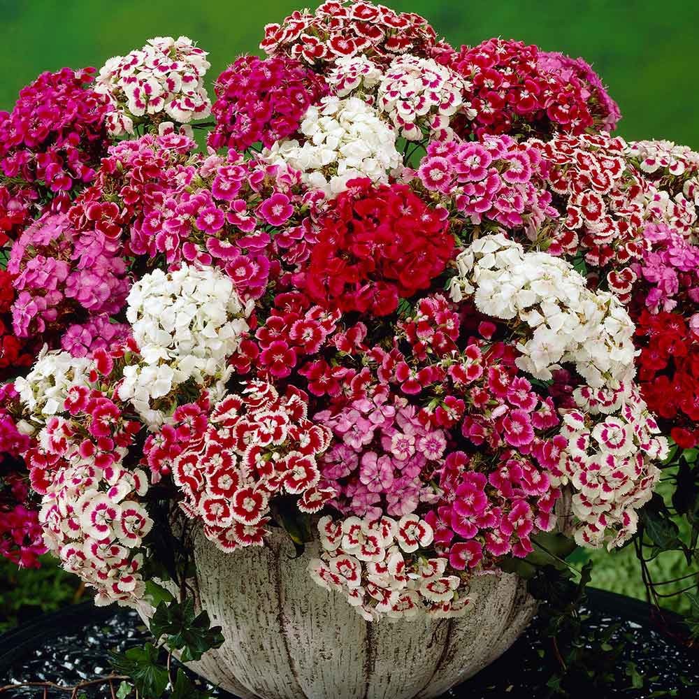 Benih Bibit Biji - Bunga Sweet William Monarch Mixed Color Dianthus Flower Seeds - IMPORT