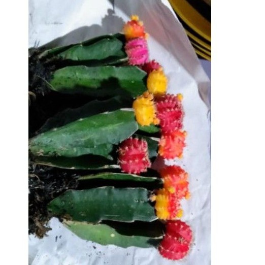 kaktus gymno import korea mini