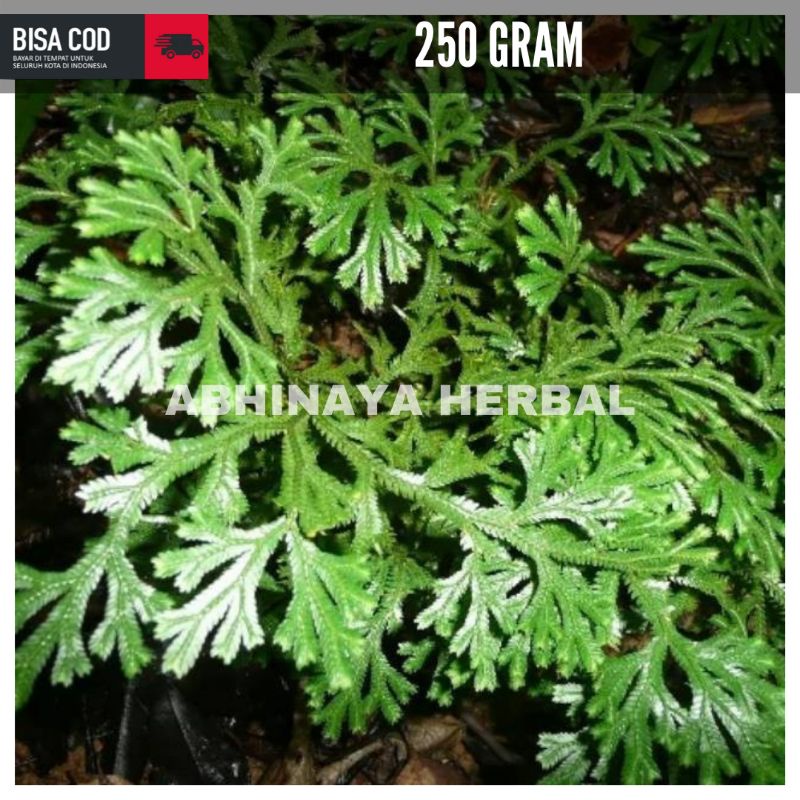

Daun cakar ayam segar - daun herbal radang paru 250 gram
