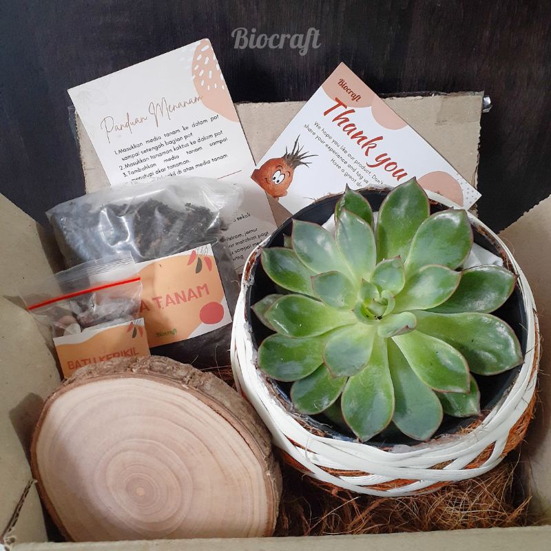 Hampers Tanaman, DIY PLANTING KOKEDAMA KIT