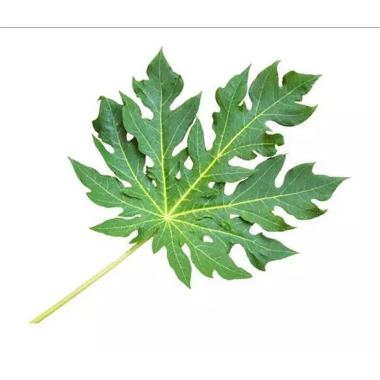 

Daun Pepaya Biasa 1ikat (200gr) By Sembakoe