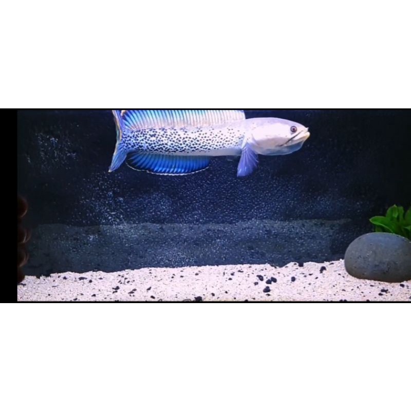 stewarti karbi 3cm
