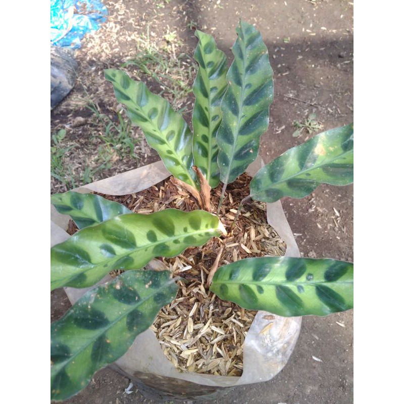 

marantah ekor ayam